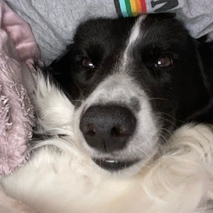 Meet your Posher, Bella